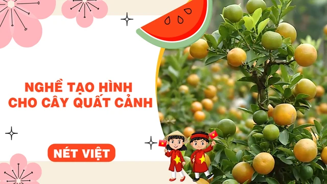 Nghề tạo hình cho cây quất cảnh