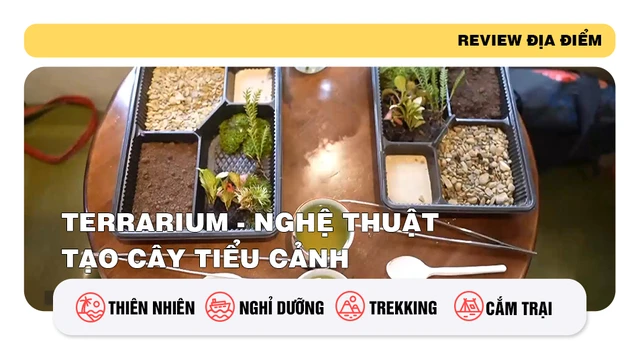 Terrarium - Nghệ thuật tạo cây tiểu cảnh